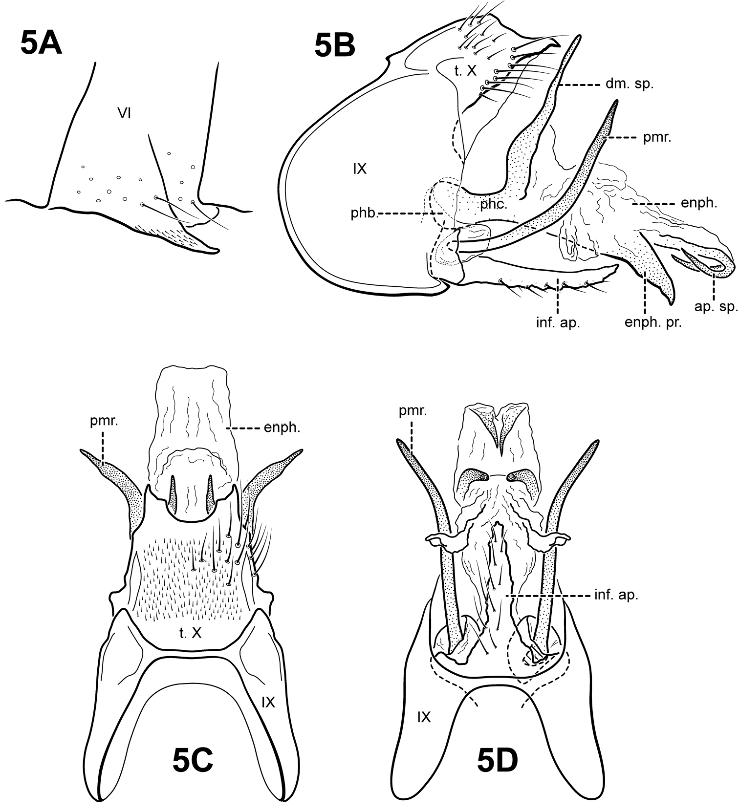 anterior spine