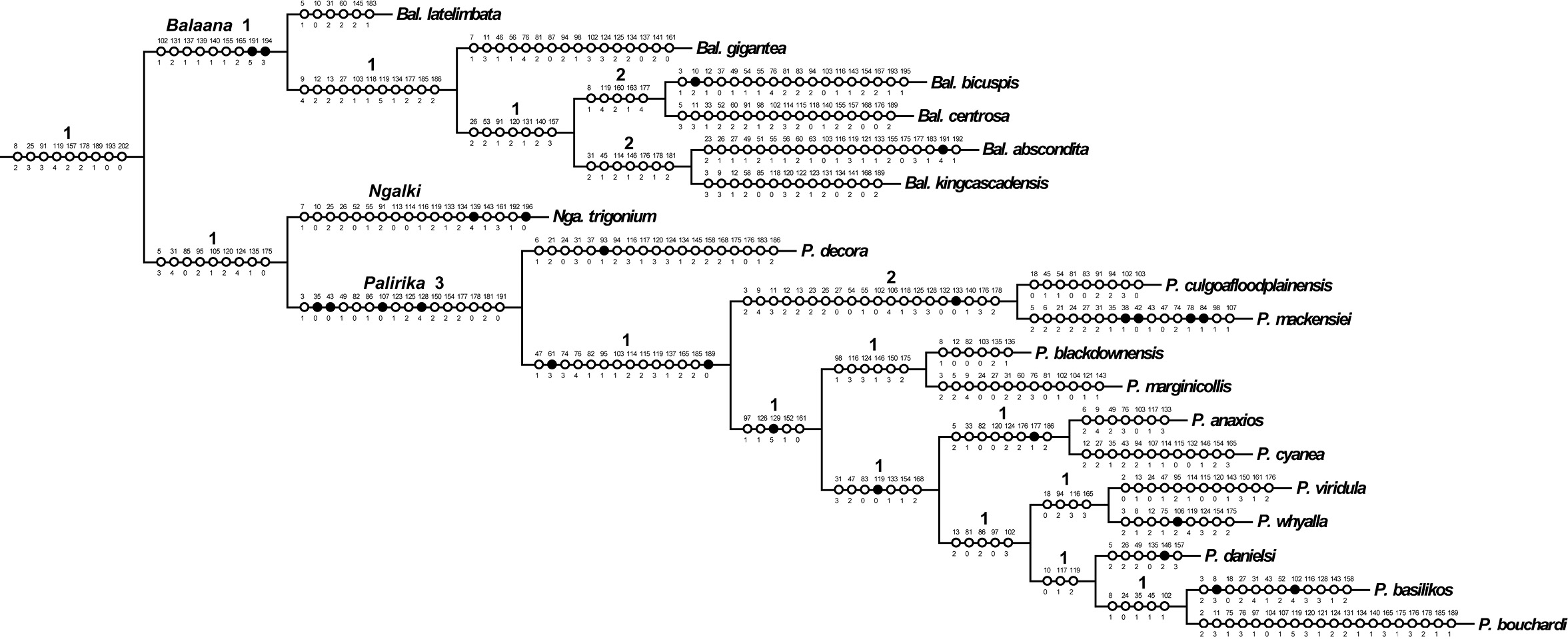 cladogram cnidaria