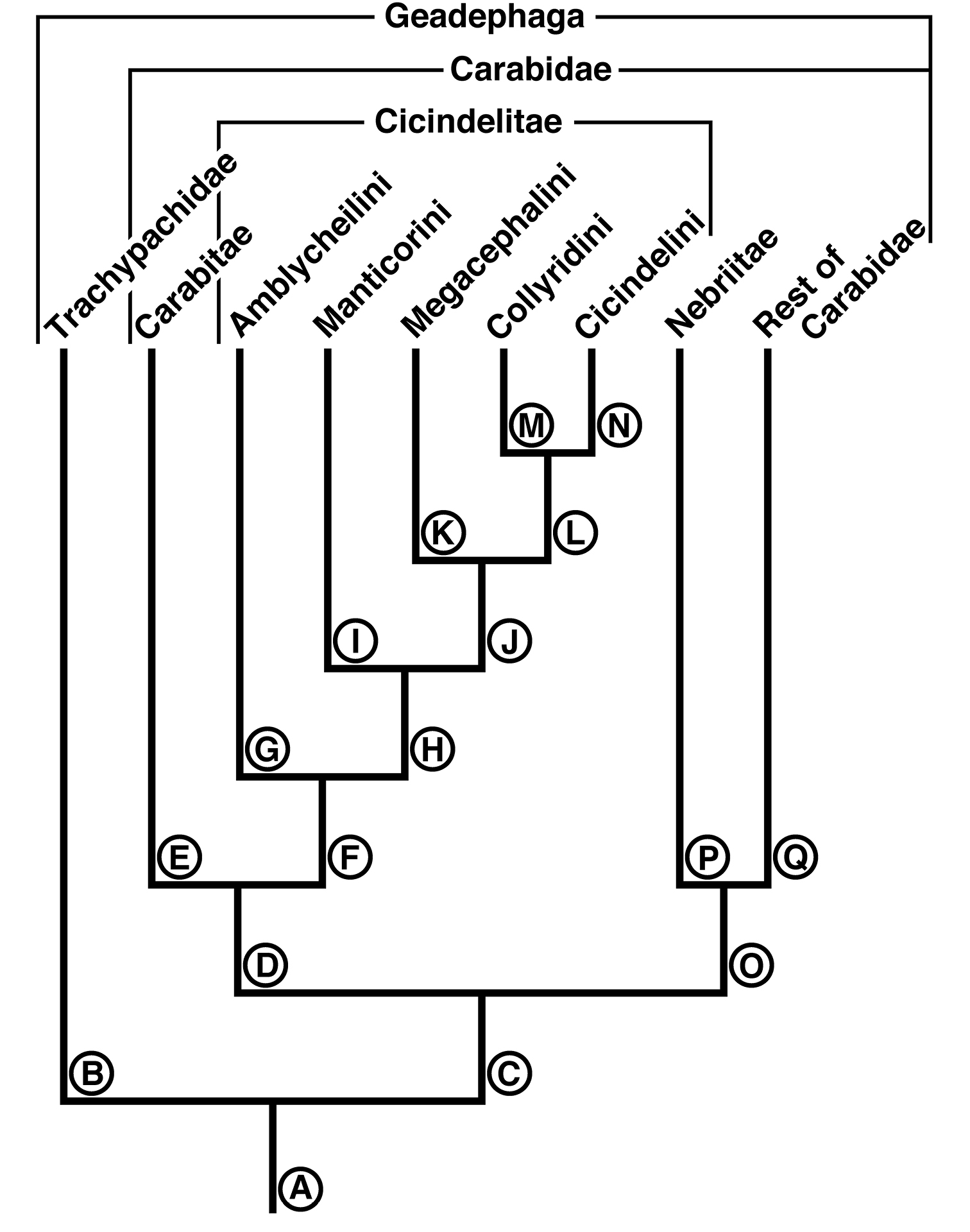 Tooth Structure Diagram