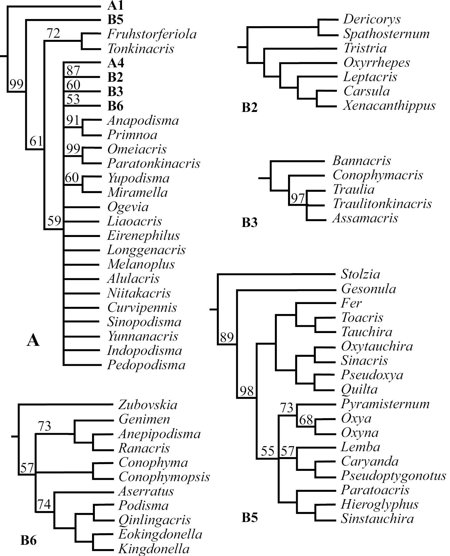 echinodermata phylogeny