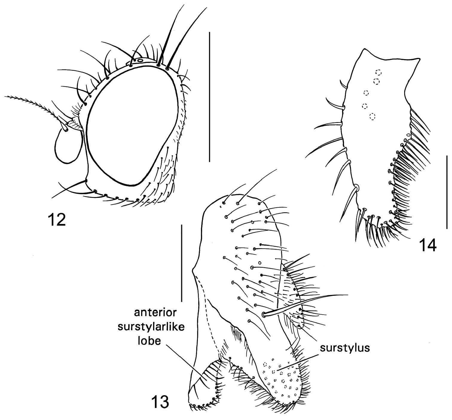 Lobe Of Kidney