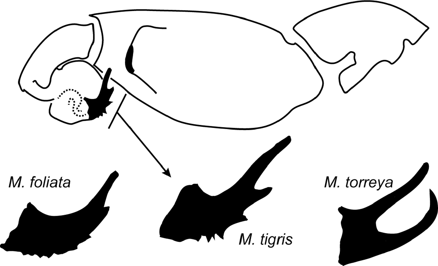 Distal Aspect