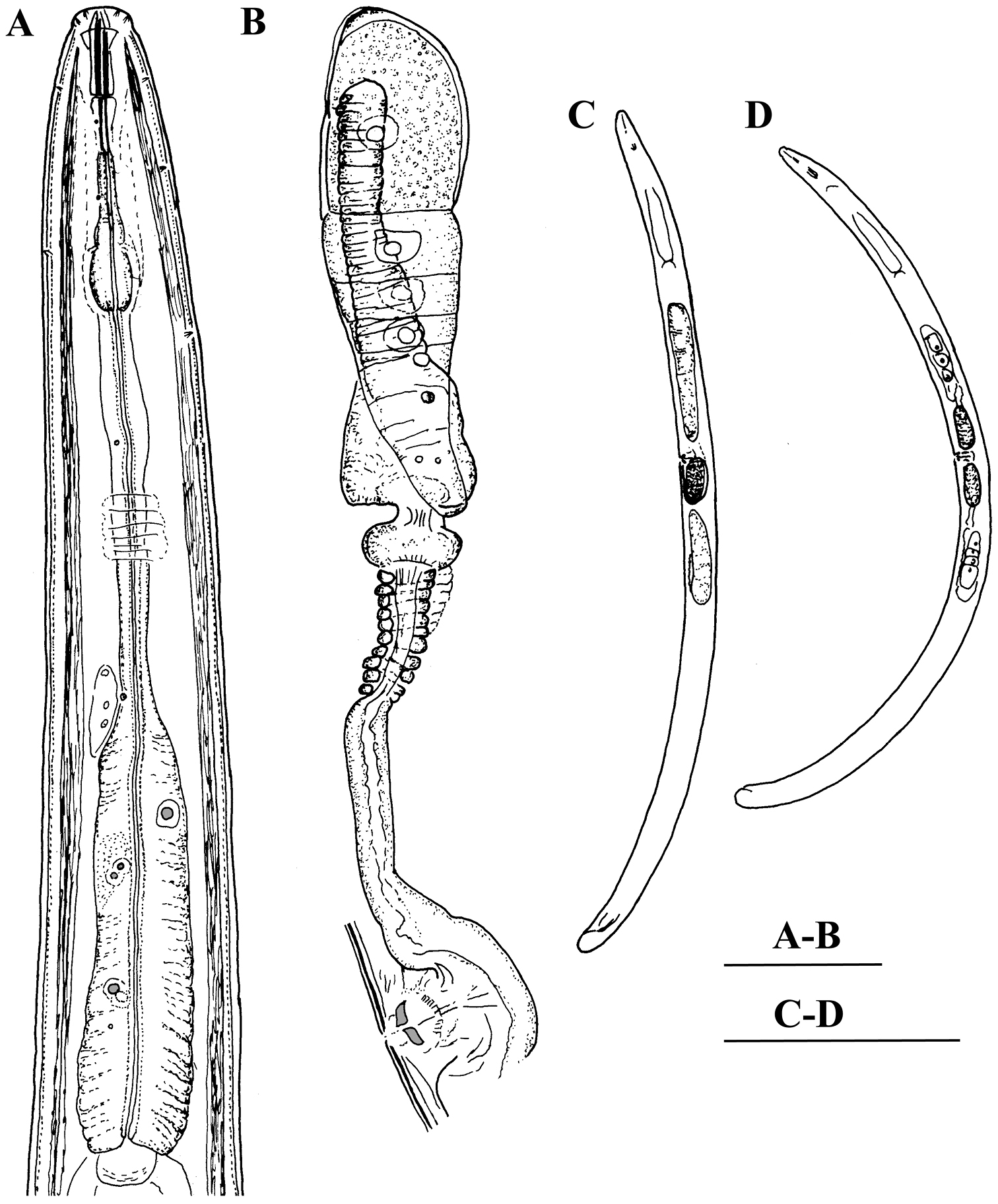 anterior body regions