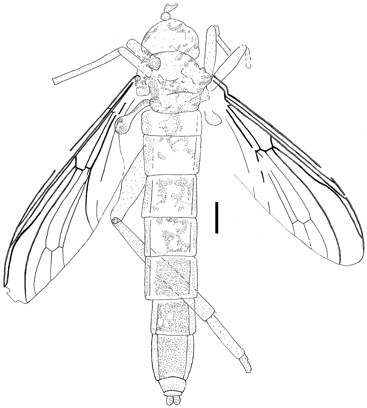 Body Line Drawing