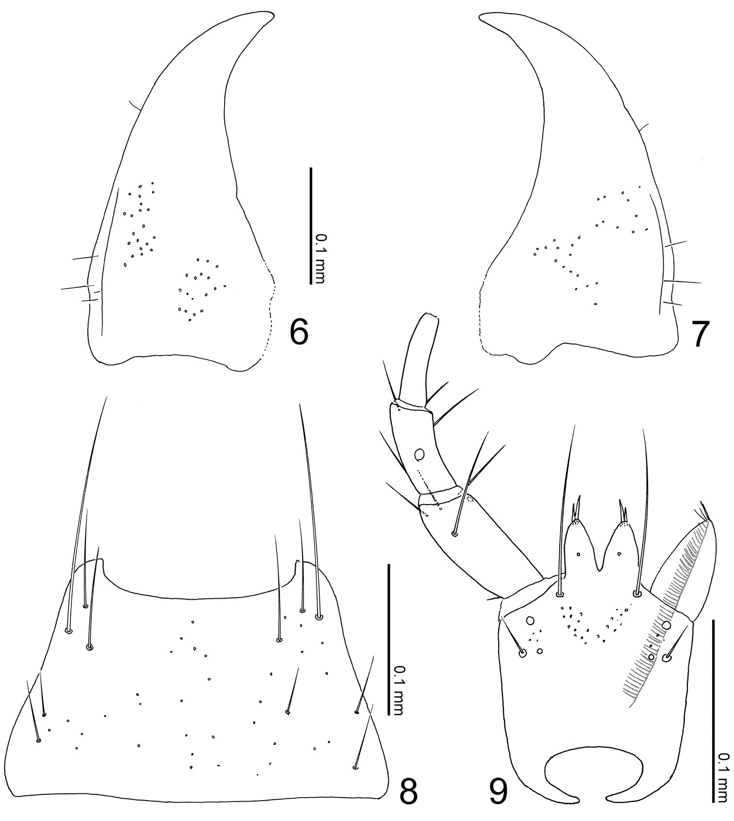 Mandibular Mentum