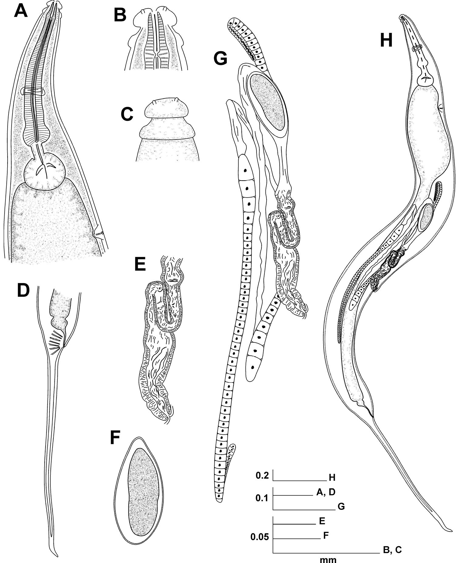 Cervical Esophagus