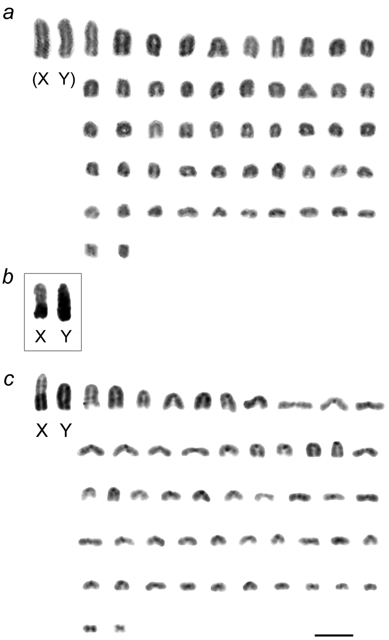 Chromosome 23