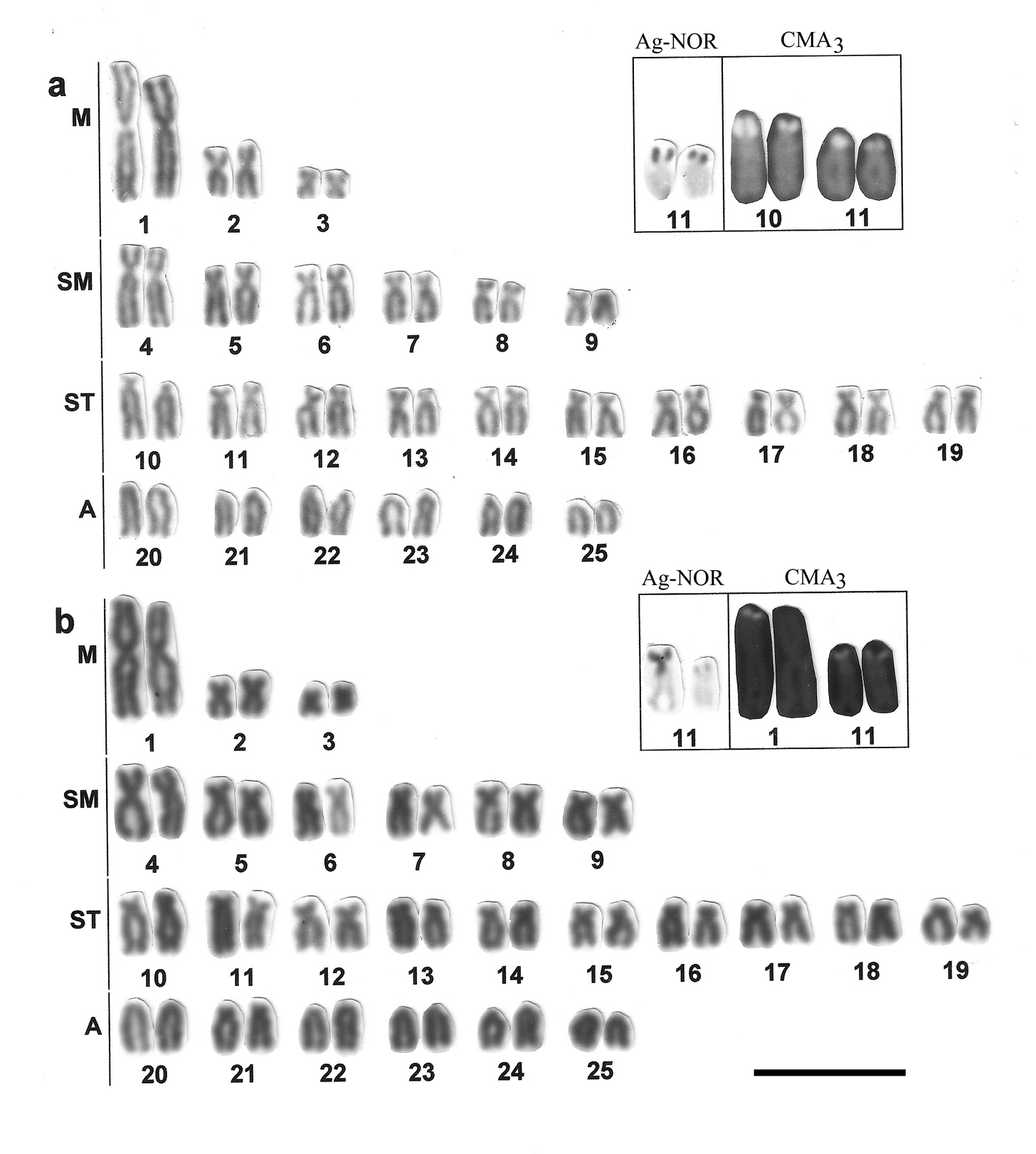 Comparative Morphology