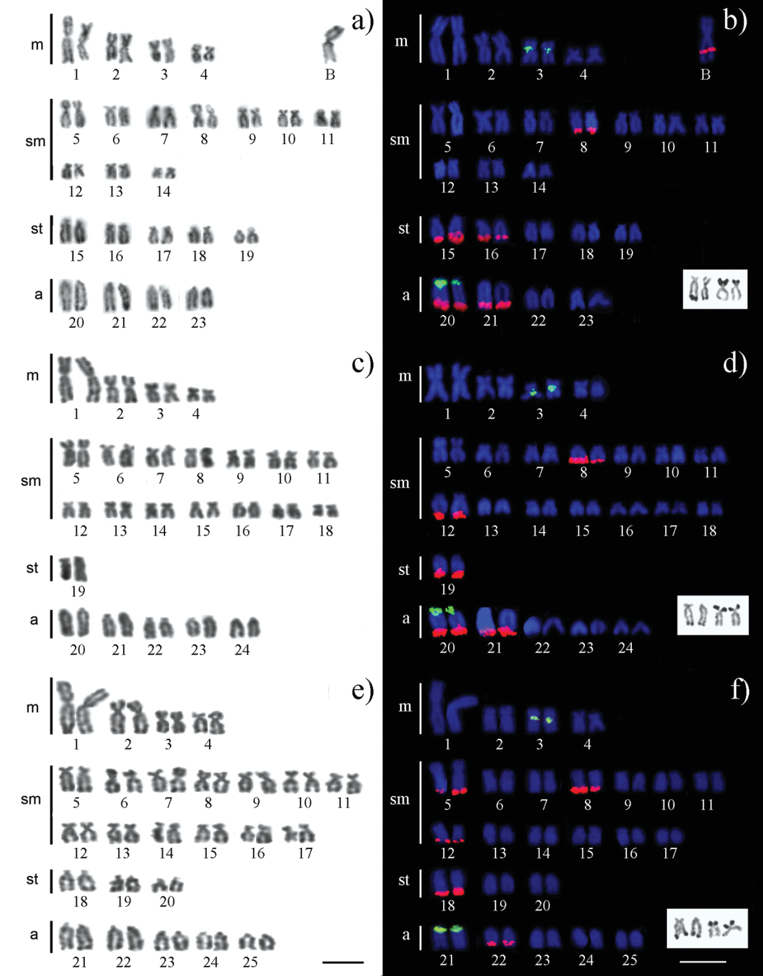 Fish Karyotype