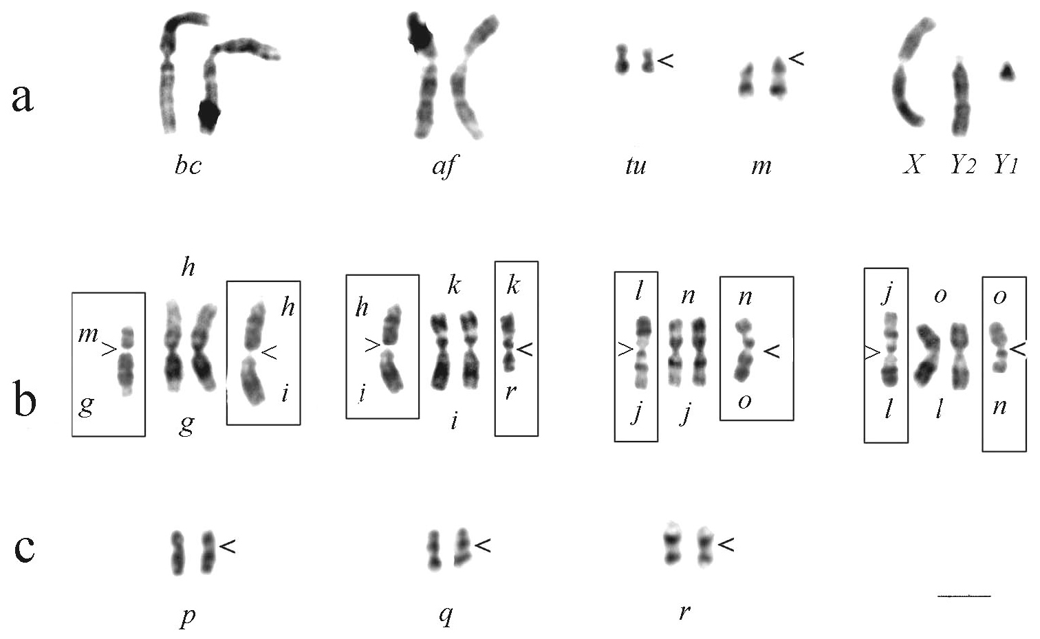 parts of chromosome