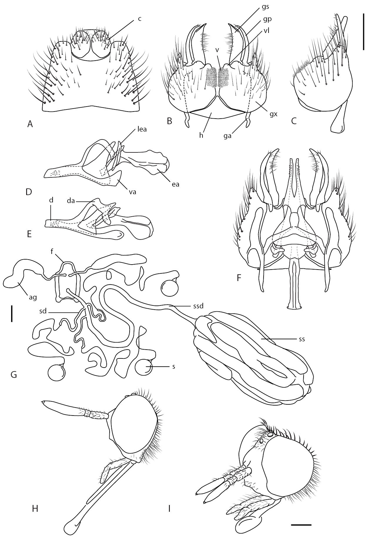 Revision of the stiletto fly genera Acupalpa Kröber and Pipinnipons ...