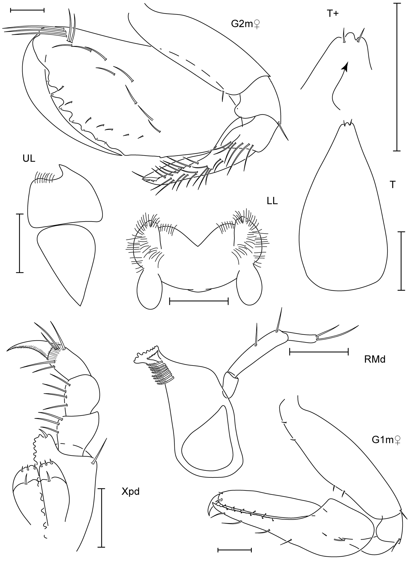 Commensal Leucothoidae (Crustacea, Amphipoda) of the Ryukyu Archipelago ...