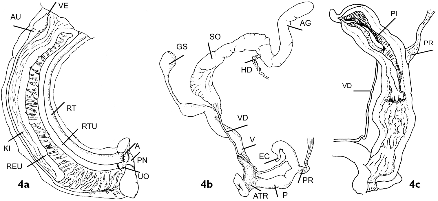 Darwininitium – a new fully pseudosigmurethrous orthurethran genus from ...