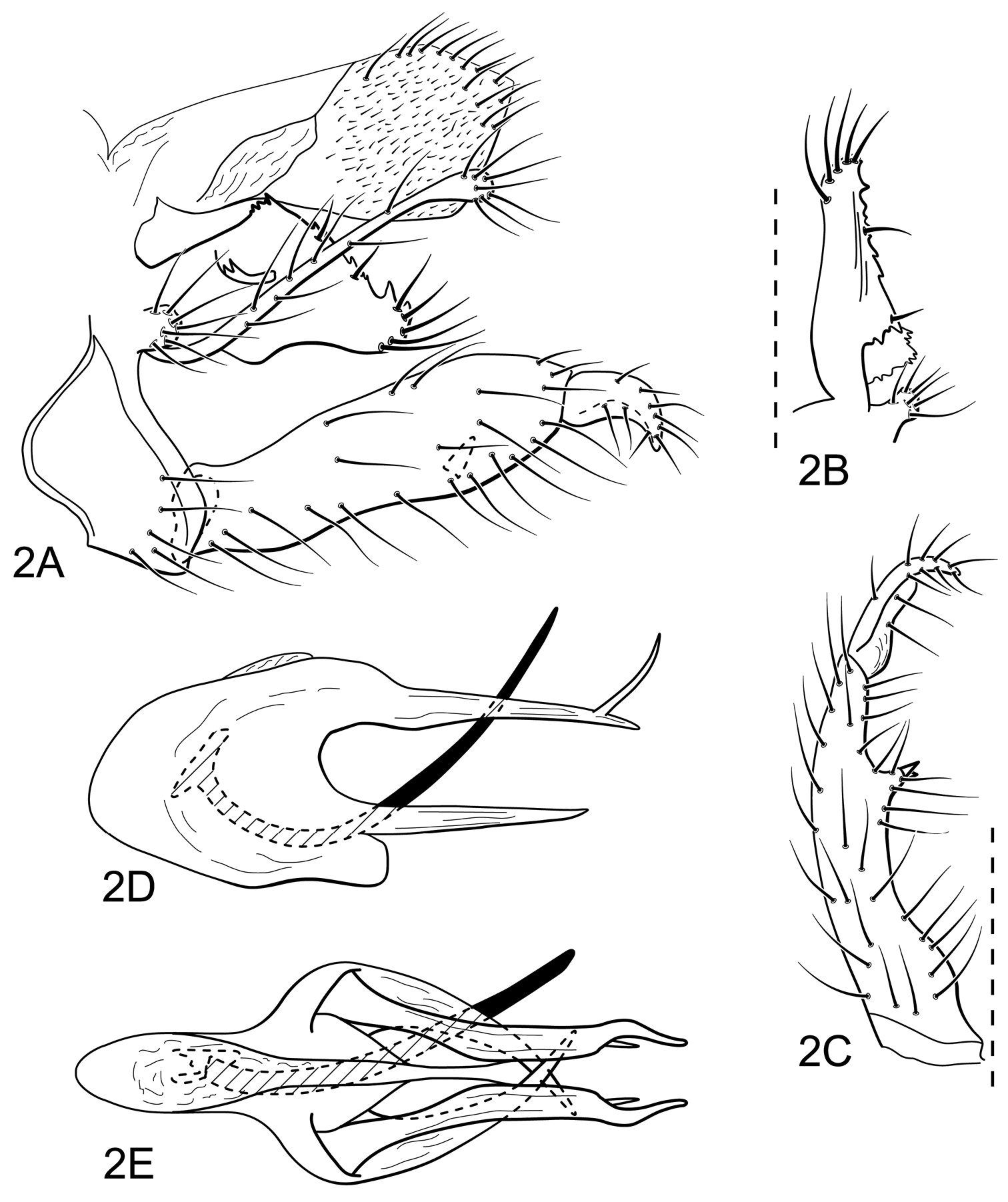 Three new species of Atopsyche Banks (Trichoptera, Hydrobiosidae) from ...