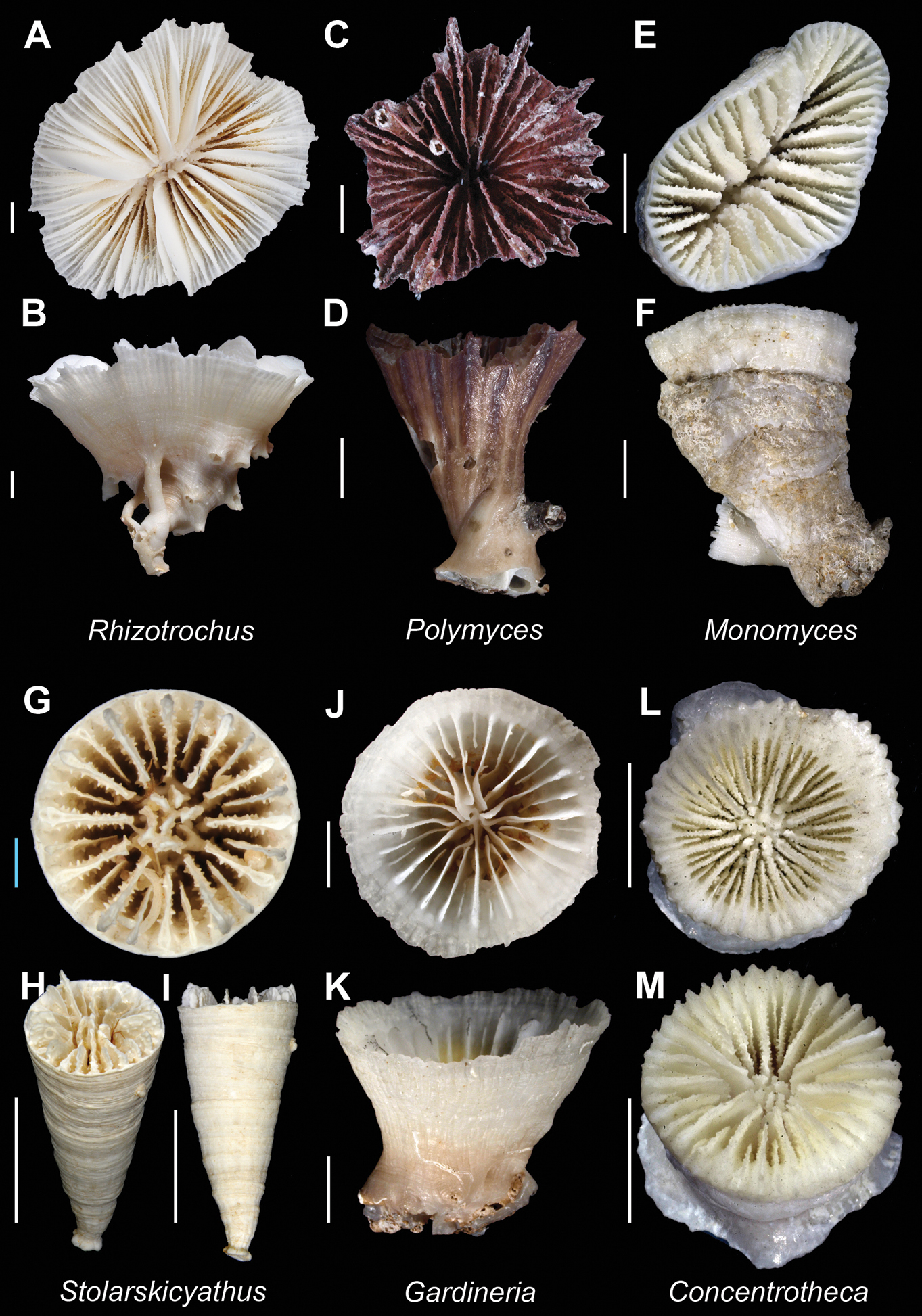 Astrazoan