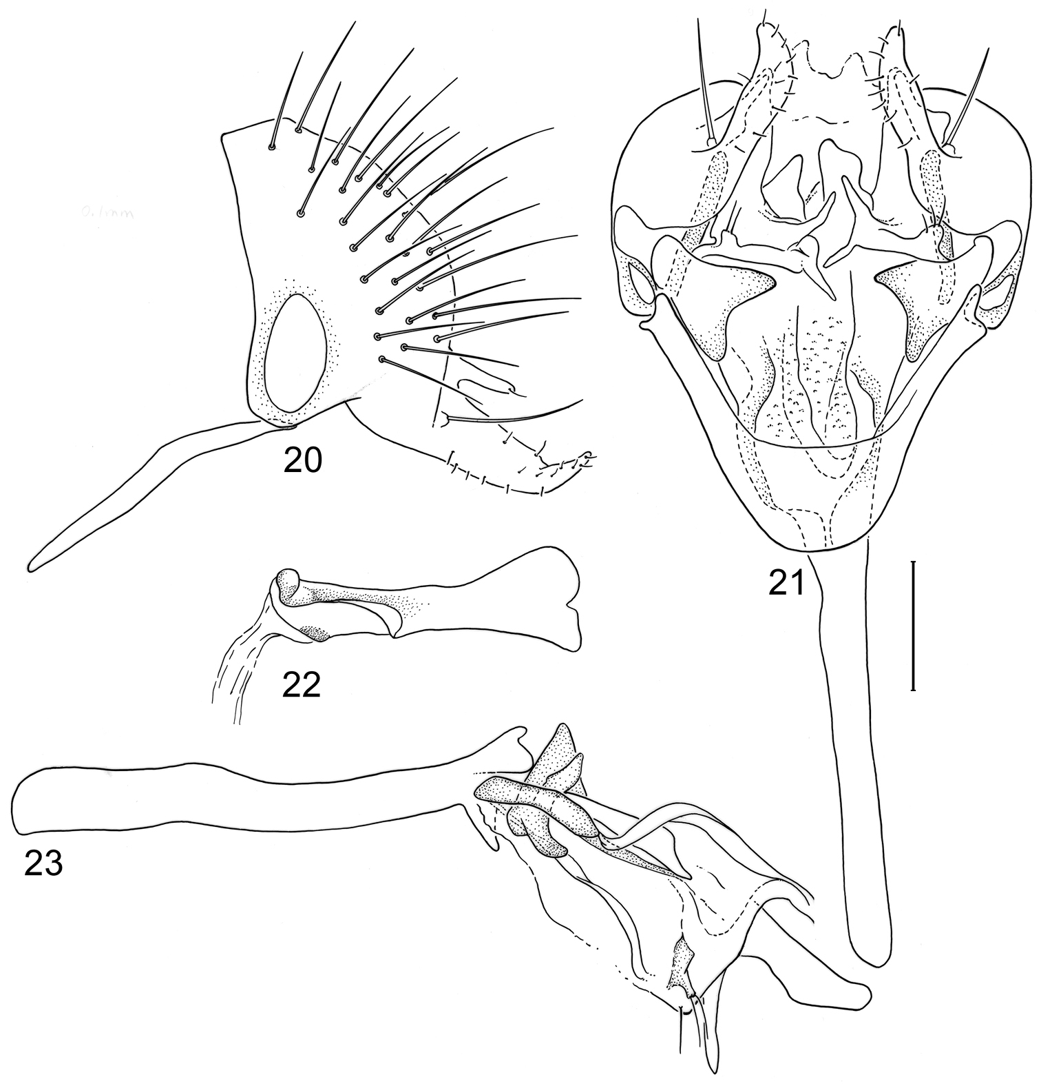 A revision of the genus Planinasus Cresson (Diptera, Periscelididae)