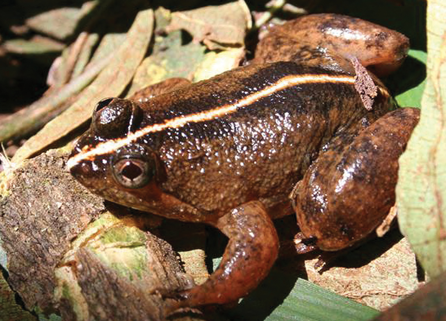 The amphibians and reptiles of Luzon Island, Philippines, VIII: the