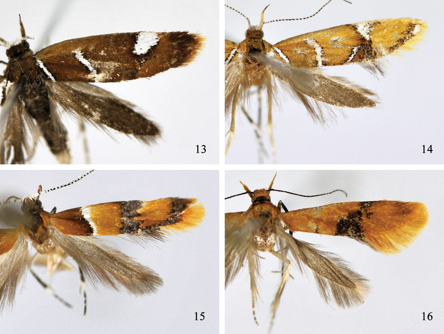 Genus Promalactis Meyrick (Lepidoptera, Oecophoridae) from China ...