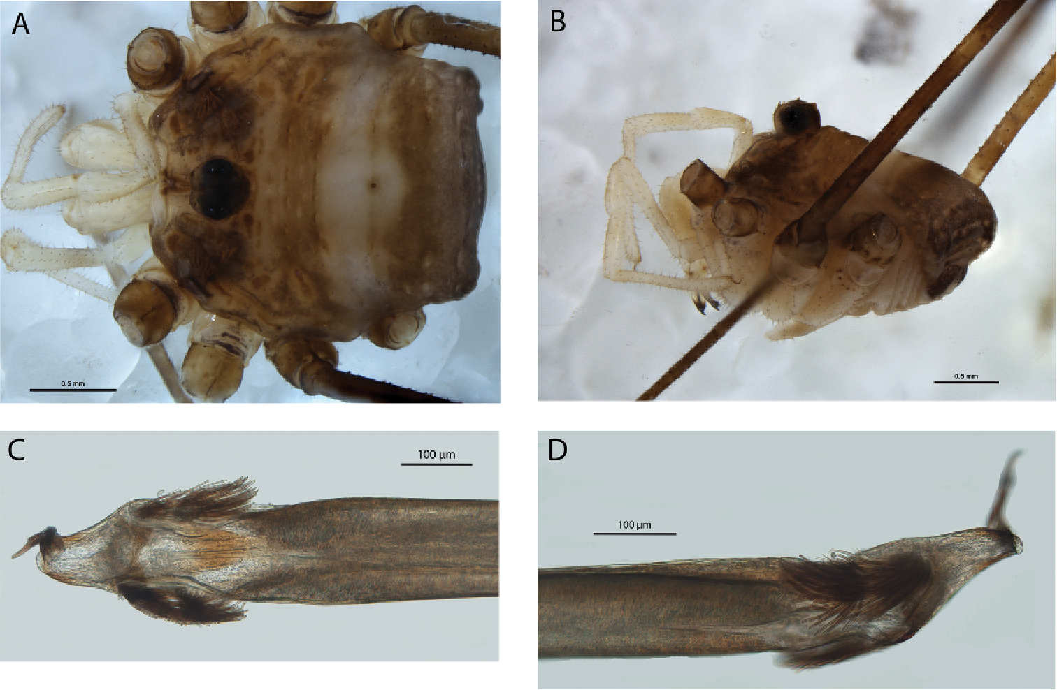 Further revision of the genus Megalopsalis (Opiliones, Neopilionidae ...