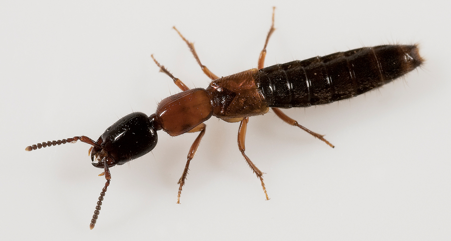 The adventive genus Xantholinus Dejean (Coleoptera, Staphylinidae ...