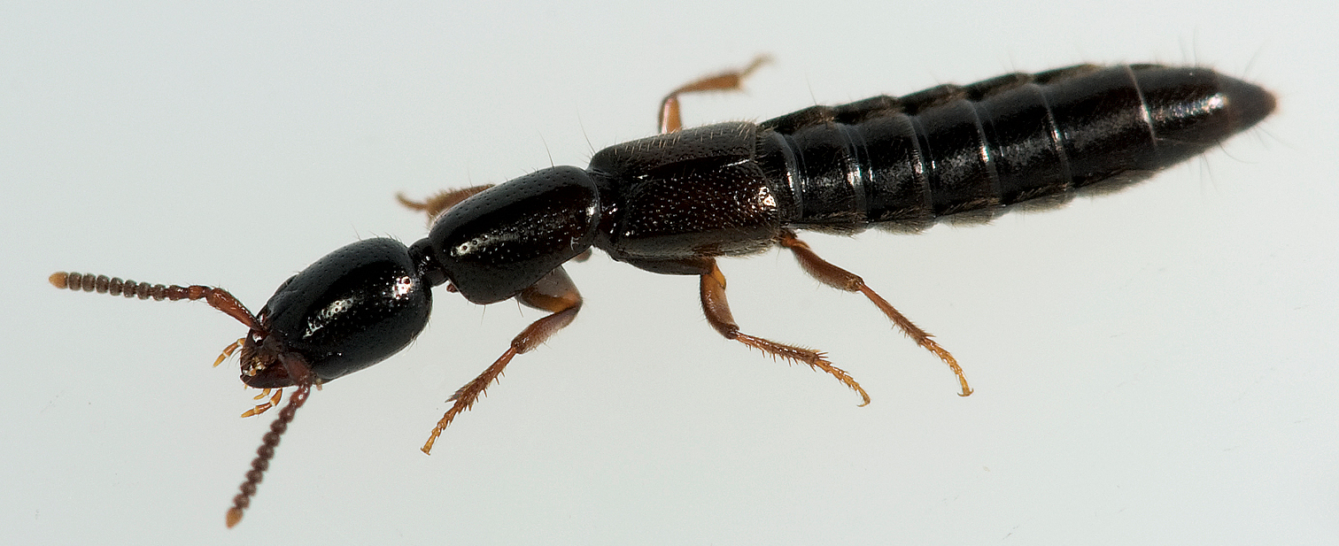 The adventive genus Xantholinus Dejean (Coleoptera, Staphylinidae ...