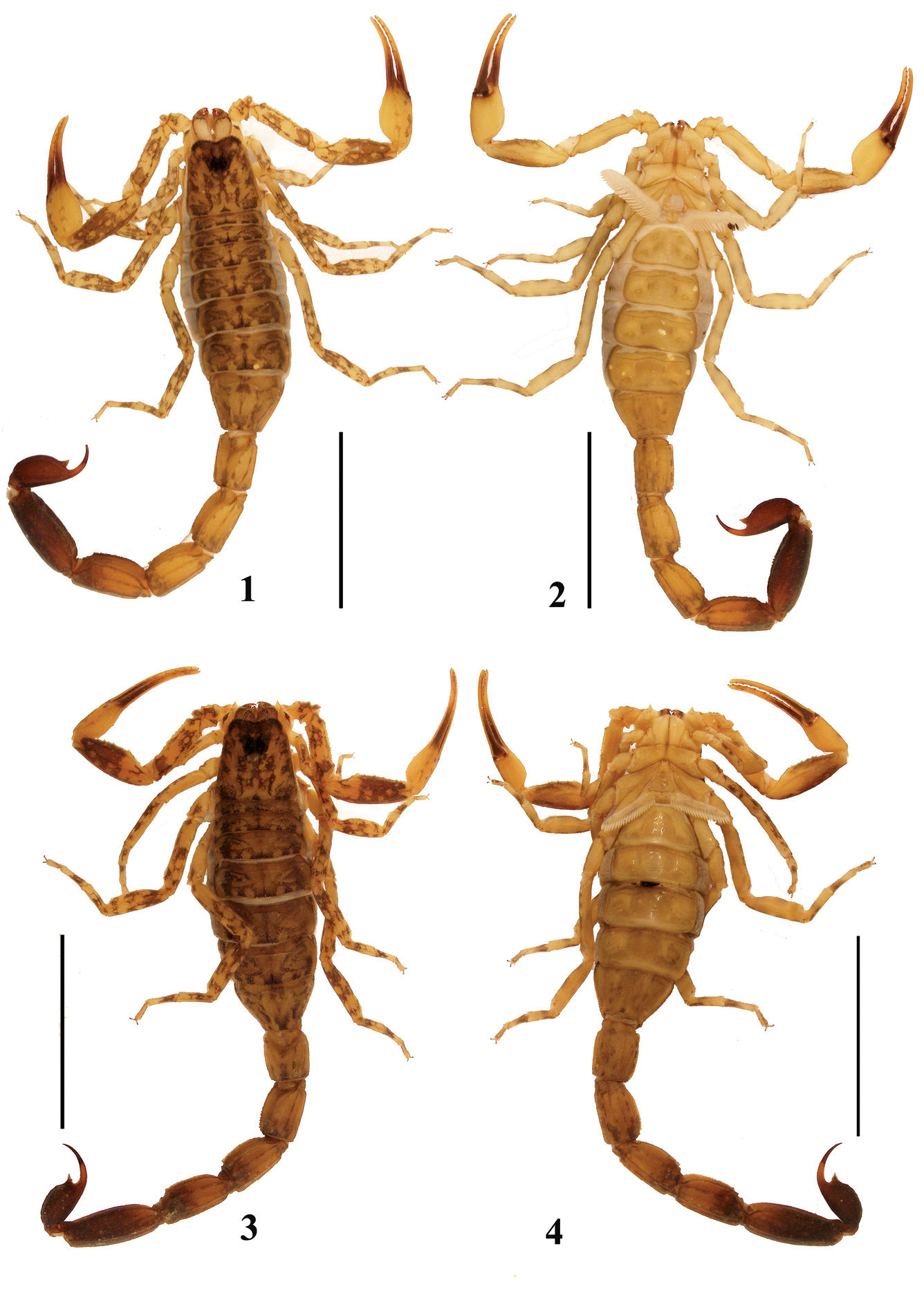 The scorpions of Yunnan (China): updated identification key, new record ...