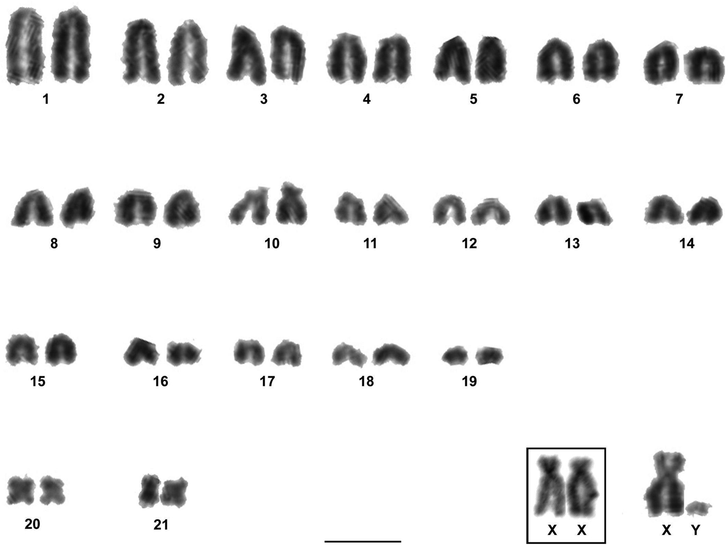 44 хромосом. Карты хромосом лошади. Chromosome Evil. Сколько хромосом у лошади. Chromosome Evil 2.