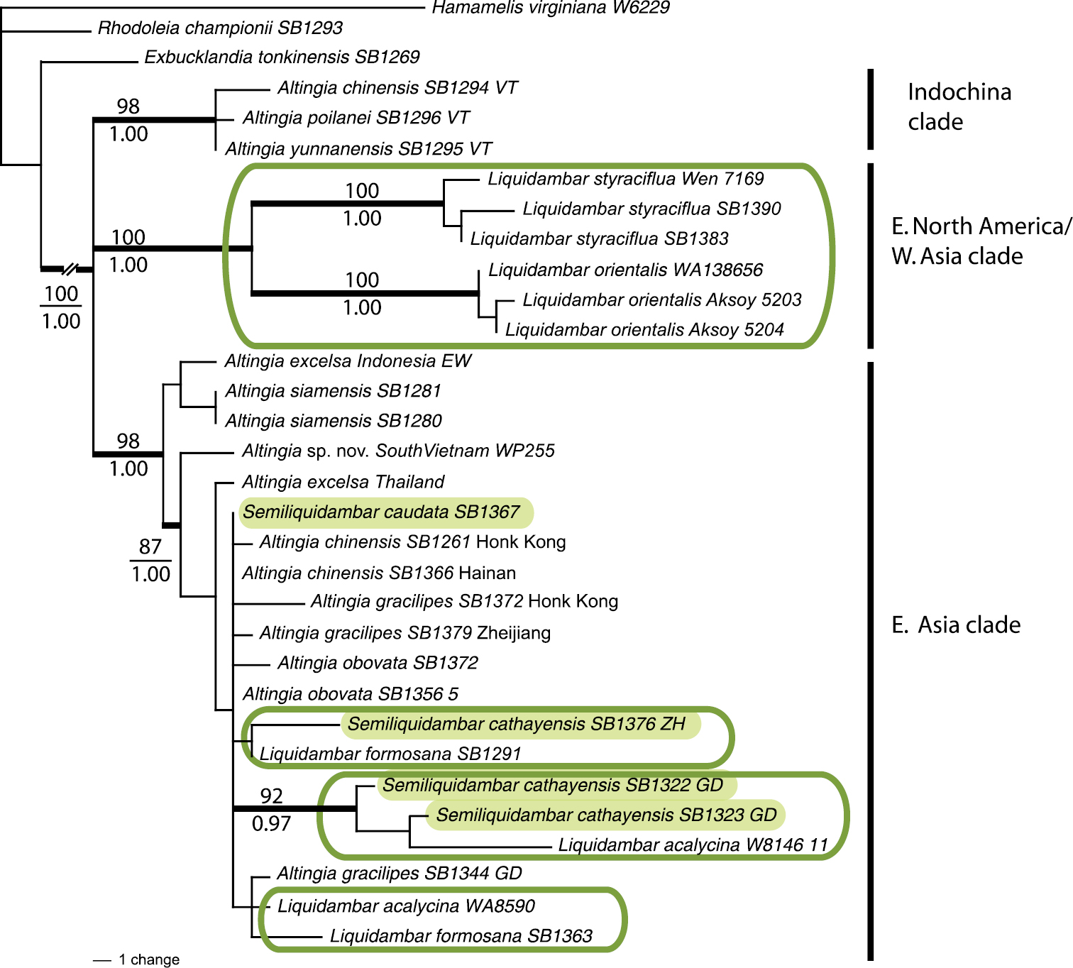 A taxonomic synopsis of Altingiaceae with nine new combinations